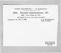 Golovinomyces cichoracearum image
